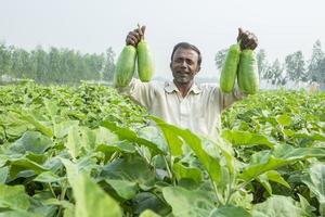 Bangladesh noviembre 25, 2014 un granjero demostración el bari bt brinjal cultivado en su campo debajo el precisión agricultura técnica en pirgongo pueblo en Thakurgaon, Rajshahi división, bangladesh foto