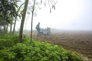 Bangladesh January 06, 2014 On a foggy winter morning, a farmer is plowing his land with a 2-wheel tractor at Ranisankail, Thakurgaon. photo