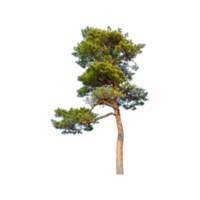 Single Grün Baum png