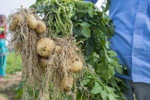 Roots full potatoes are showing a worker at Thakurgong, Bangladesh. photo