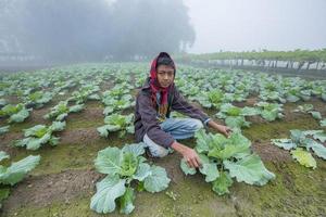 Bangladesh November 25, 2014 An young boy in winter morning while working in her family cauliflower vegetable garden in Ranisankail, Thakurgaon, Rangpur. photo