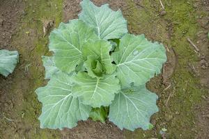 Top views of cauliflower vegetable plant in garden at Ranisankail, Thakurgaon, Rangpur, Bangladesh. photo