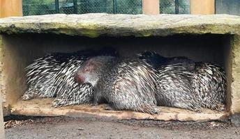 Several porcupine or hedgehogs in a stone box photo