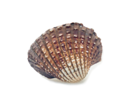 Single fresh cockle isolated with clipping path and shadow in png format