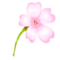 rosa blomma sakura png