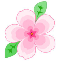 cherry blossom sakura png