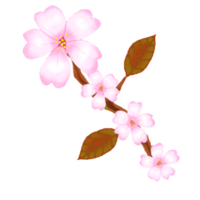 sakura di fiori di ciliegio png