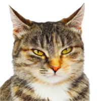 gris tigré chat ai transparent png