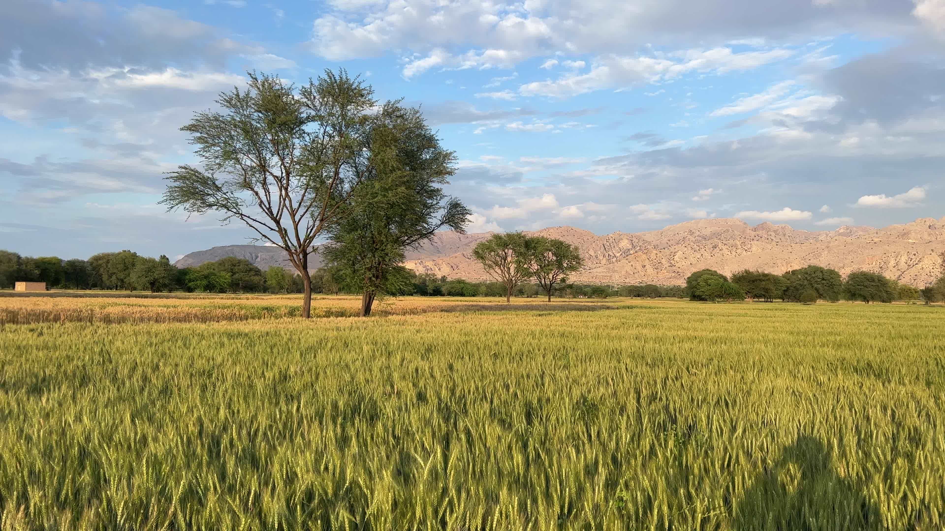 Golden spikelets of wheat field move slow motion from light breeze