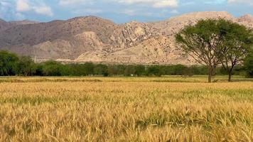 dourado espiguetas do trigo campo mover lento movimento a partir de luz brisa contra a pano de fundo do brilhante laranja pôr do sol dentro verão. trigo agrícola campo panorama. natureza. lente chamas video