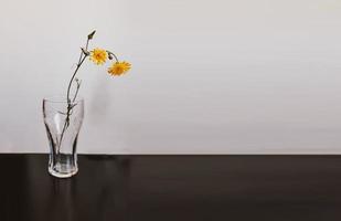 wild yellow flower of a dandelion on an interesting background photo