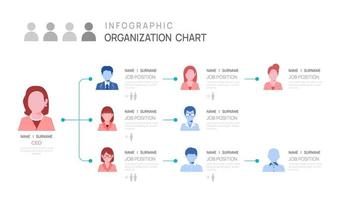 Infographic template for organization chart with business avatar icons. vector infographic for business.