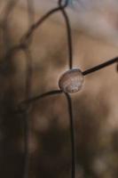 pequeño caracol cáscara en de cerca en un marrón antecedentes foto