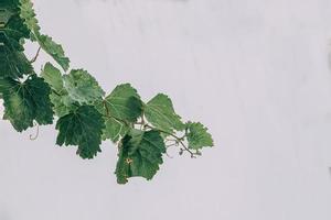 shadows of a ripening grape in the garden in the warm summer sun close-up photo