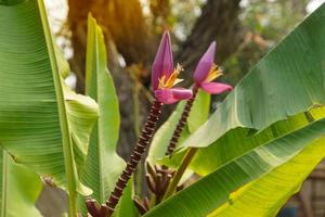 Musa ornata Roxb. has an upright inflorescence, a thick stalk, a pink sheath, and a pointed sheath. It is commonly planted as an ornamental plant. Soft and selective focus. photo