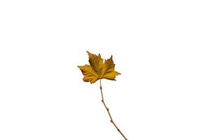 delicate golden autumn leaf on a light background in minimalism closeup photo