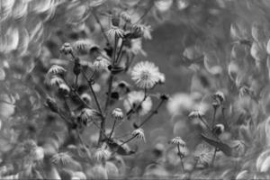 beautiful little delicate autumn flowers in the garden on a background with bokeh photo