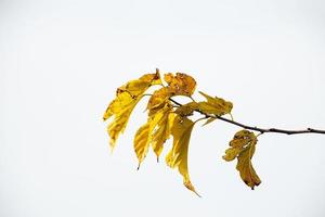 otoño dorado hojas en un árbol en un ligero antecedentes foto