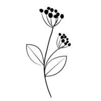 botanical leaf doodle wildflower line art vector