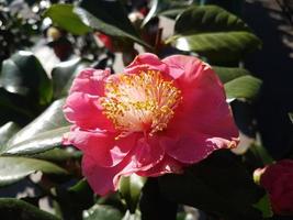 Beautiful camellia flower in a greenhouse photo