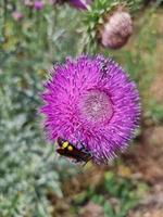 A beautiful thistle plants outdoors photo
