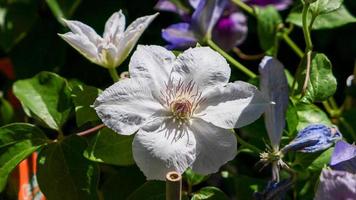 A beautiful Clematis flowers outdoors photo