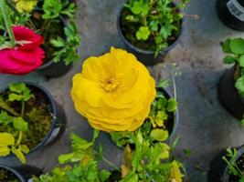 Beautiful ranunculus flowers photo