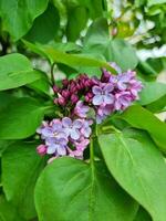 A beautiful lilac flowers outdoors photo