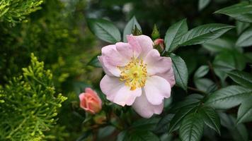 Beautiful rosehip rose flowers photo