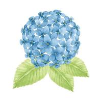 Beautiful blue flowers, eucalyptus hydrangeas, hand drawn watercolor vector illustration for greeting card or invitation design
