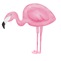 watercolor pink flamingo clipart. png