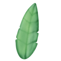 watercolor tropical leaf clipart. png