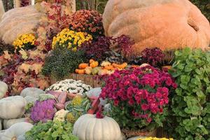 Organic pumpkin and vegetable on agricultural fair. Harvesting autumn time concept. Garden fall natural plant. Thanksgiving halloween decor. Festive farm rural background. Vegetarian food. Close up photo