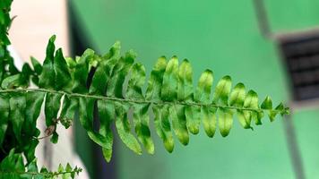 Fern leaves green foliage photo