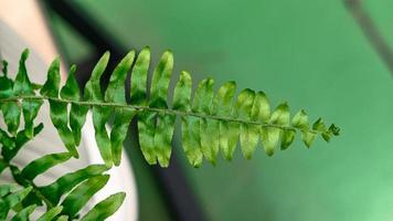 Fern leaves green foliage photo