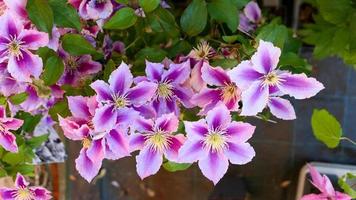 un hermosa clemátide flores al aire libre foto