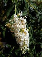 A beautiful lilac flowers outdoors photo