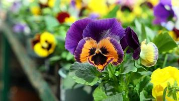 A beautiful pansy flowers outdoors photo