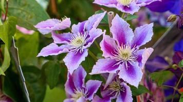 un hermosa clemátide flores al aire libre foto