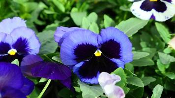 A beautiful pansy flowers outdoors photo