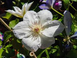 un hermosa clemátide flores al aire libre foto