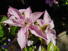 un hermosa clemátide flores al aire libre foto