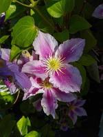 un hermosa clemátide flores al aire libre foto