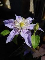 un hermosa clemátide flores al aire libre foto