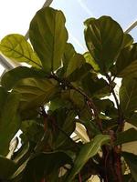 Large green leaves growing from Fiddle Fig tree or Ficus Lyrata bottom-up view photo