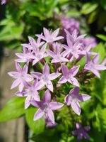 Pink blooming wildflowers Nature background photo