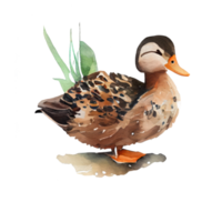 Jahrgang Aquarell Ente png