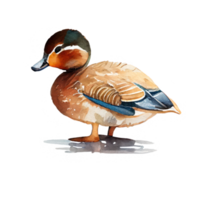 ancien aquarelle canard png