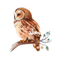 Vintage Watercolor owl png