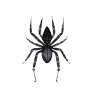 Jahrgang Aquarell Spinne png